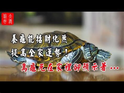 烏龜 寓意|【烏龜代表】探索烏龜代表的吉祥寓意和象徵